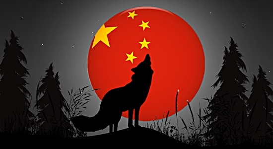 The Chinese wolf