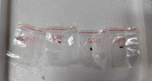 Fusarium graminearum