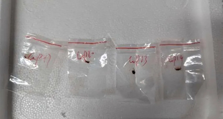 Fusarium graminearum