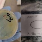 Roundworms smuggled by Chengzuan Han