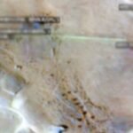 Satellite image detail