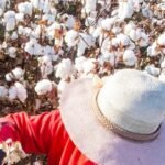 Picking cotton in Xinjiang