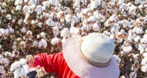 Picking cotton in Xinjiang