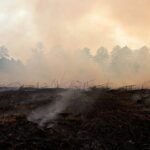Charred landscape