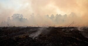 Charred landscape