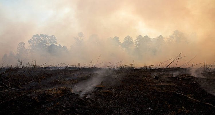 Charred landscape